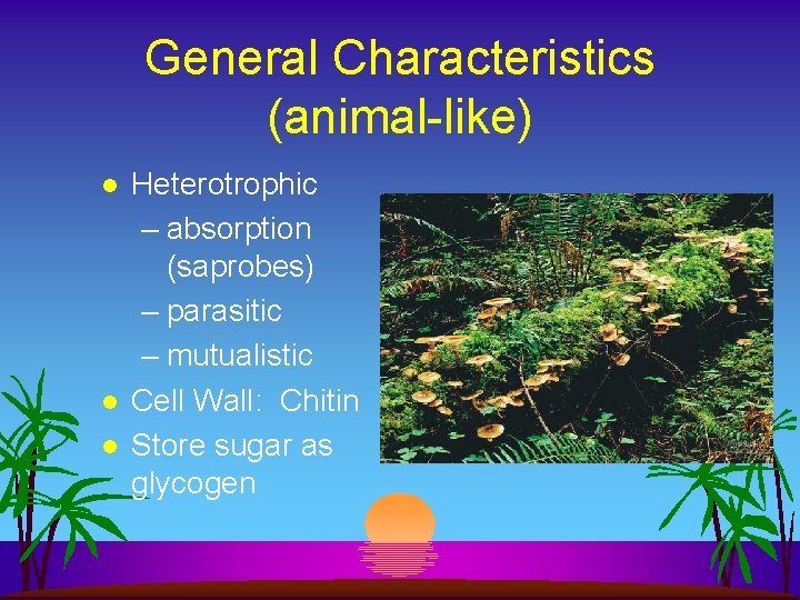 General Characteristics (animal-like) l l l Heterotrophic – absorption (saprobes) – parasitic – mutualistic