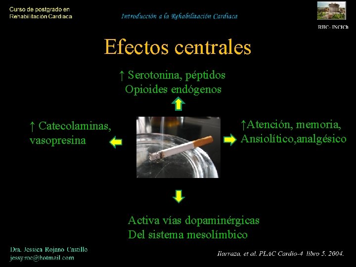 Efectos centrales ↑ Serotonina, péptidos Opioides endógenos ↑ Catecolaminas, vasopresina ↑Atención, memoria, Ansiolítico, analgésico