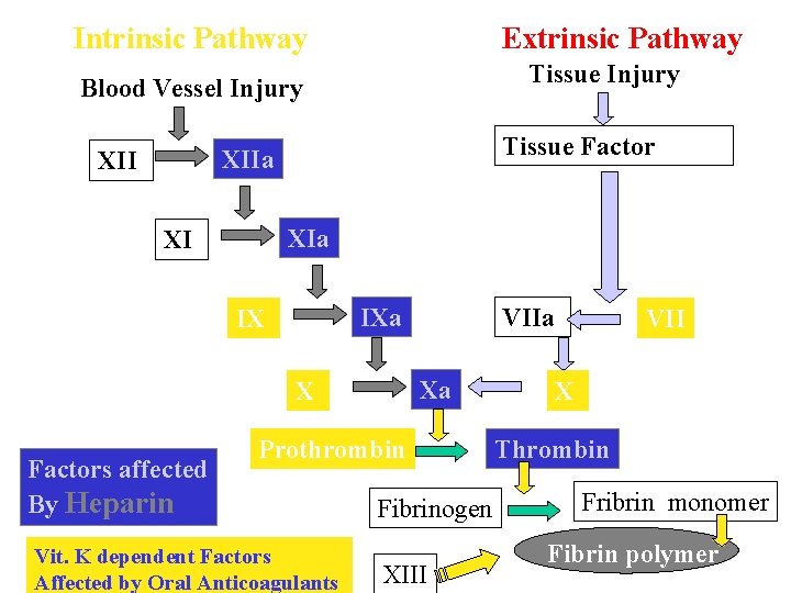 Intrinsic Pathway Extrinsic Pathway Tissue Injury Blood Vessel Injury Tissue Factor XIIa XII XIa