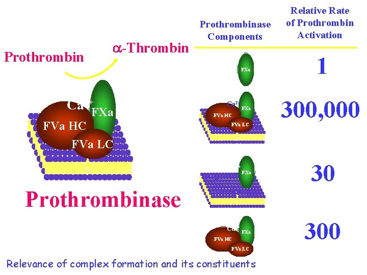 Prothrombin -Thrombin Prothrombinase Components FXa Ca 2+FXa FVa Ca HC 2+ Ca 2+ FXa