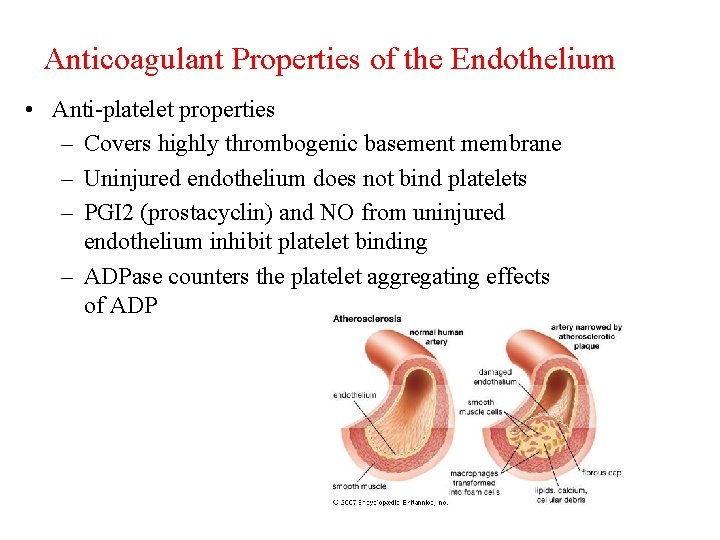 Anticoagulant Properties of the Endothelium • Anti-platelet properties – Covers highly thrombogenic basement membrane
