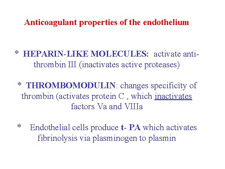 Anticoagulant properties of the endothelium * HEPARIN-LIKE MOLECULES: activate antithrombin III (inactivates active proteases)