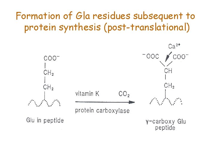 Formation of Gla residues subsequent to protein synthesis (post-translational) 