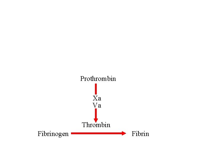 Prothrombin Xa Va Thrombin Fibrinogen Fibrin 