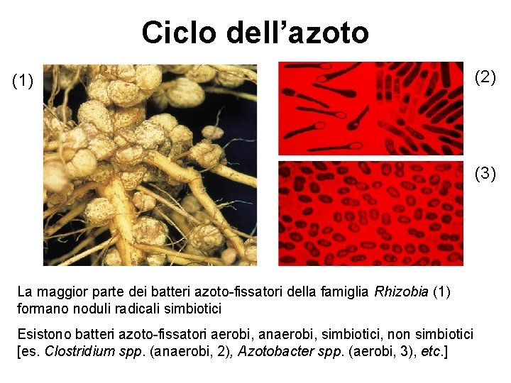 Ciclo dell’azoto (1) (2) (3) La maggior parte dei batteri azoto-fissatori della famiglia Rhizobia