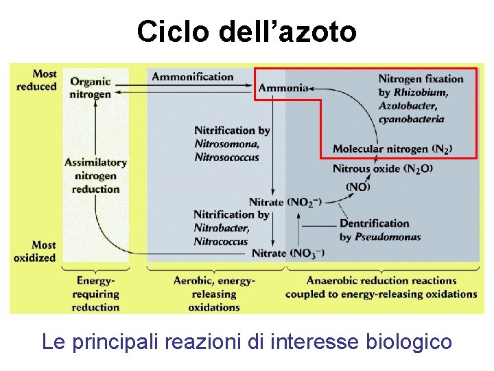 Ciclo dell’azoto Le principali reazioni di interesse biologico 