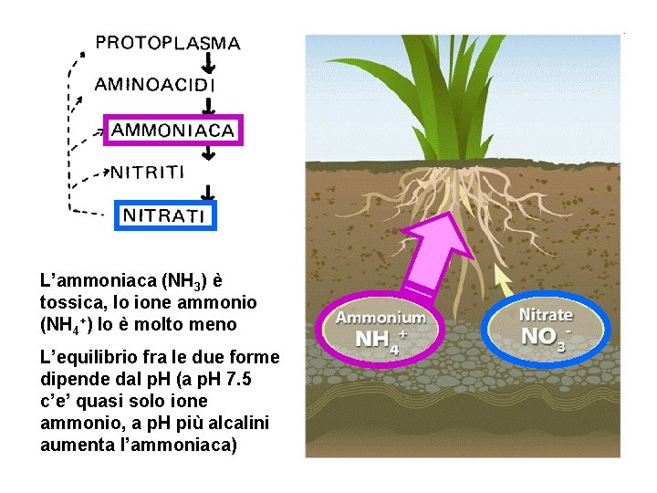 L’ammoniaca (NH 3) è tossica, lo ione ammonio (NH 4+) lo è molto meno