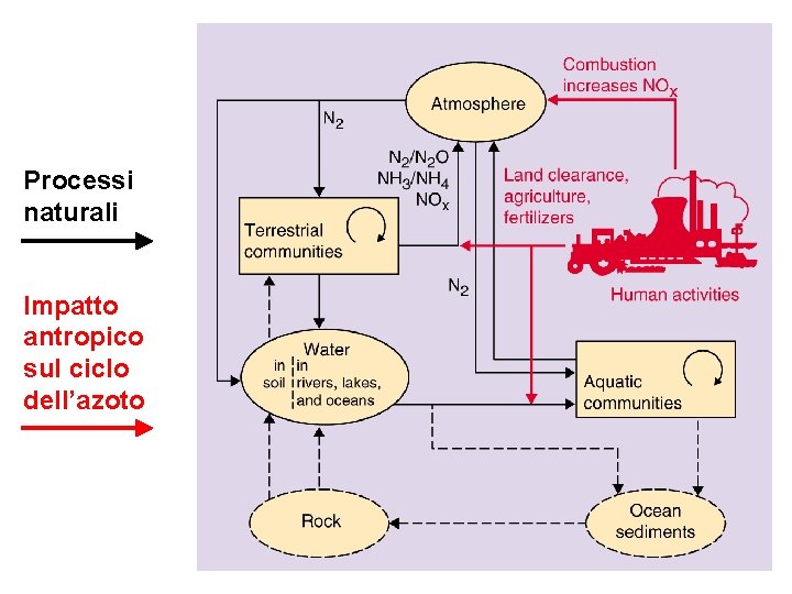 Processi naturali Impatto antropico sul ciclo dell’azoto 