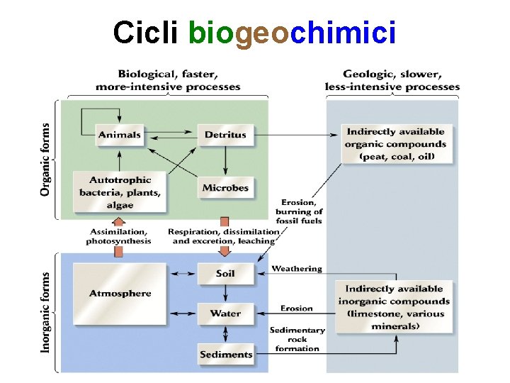 Cicli biogeochimici 