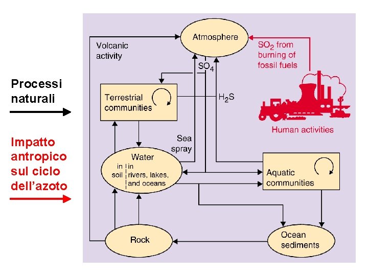 Processi naturali Impatto antropico sul ciclo dell’azoto 