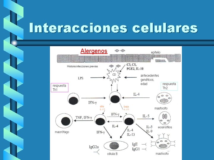 Interacciones celulares Alergenos 