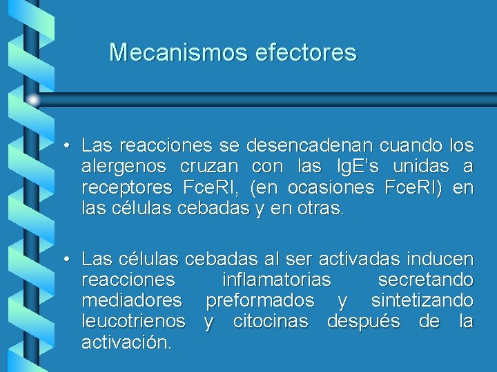 Mecanismos efectores • Las reacciones se desencadenan cuando los alergenos cruzan con las Ig.