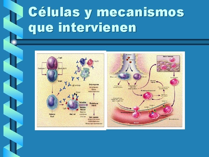 Células y mecanismos que intervienen 