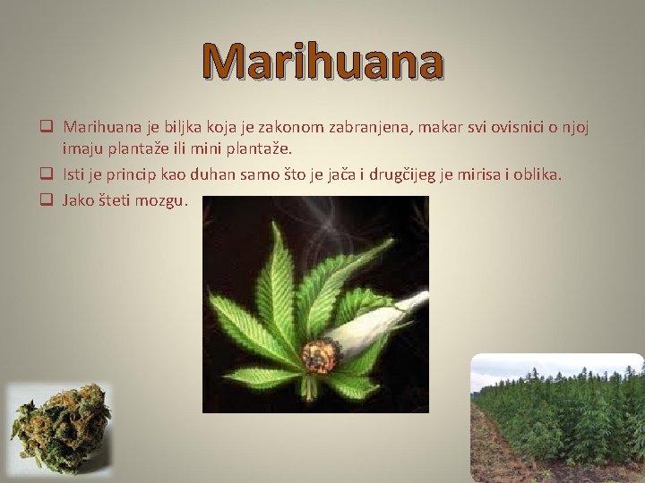 Marihuana q Marihuana je biljka koja je zakonom zabranjena, makar svi ovisnici o njoj