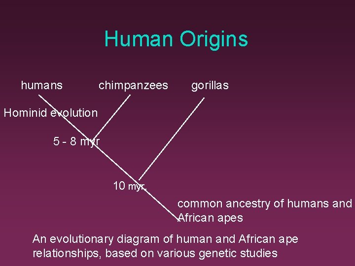 Human Origins humans chimpanzees gorillas Hominid evolution 5 - 8 myr 10 myr. common