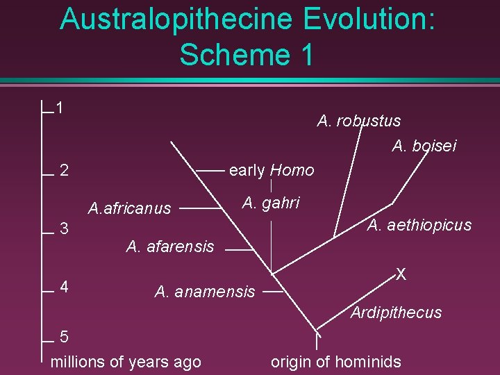 Australopithecine Evolution: Scheme 1 1 A. robustus A. boisei 2 early Homo A. africanus