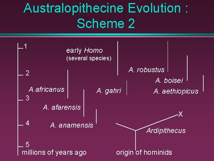Australopithecine Evolution : Scheme 2 1 early Homo (several species) 2 A. africanus 3