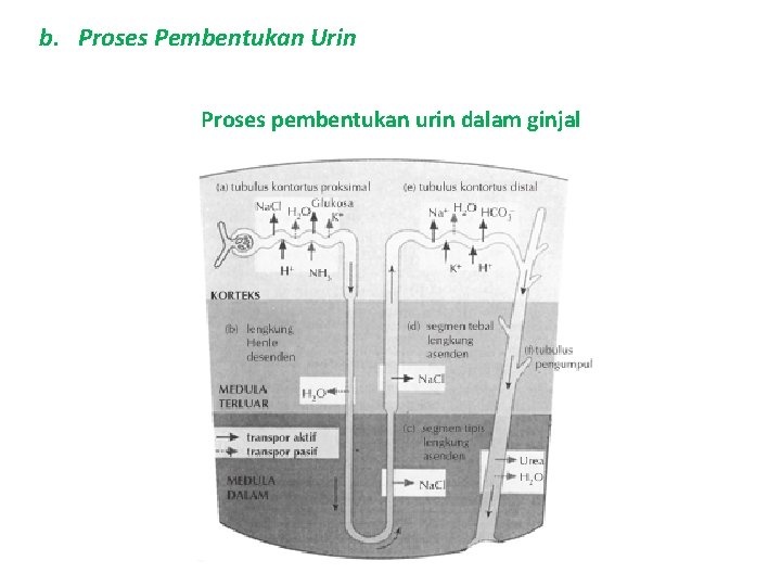 b. Proses Pembentukan Urin Proses pembentukan urin dalam ginjal 