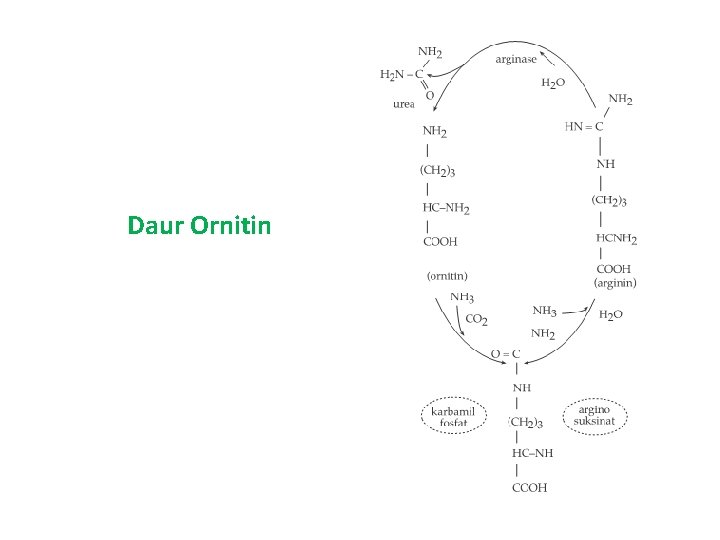 Daur Ornitin 