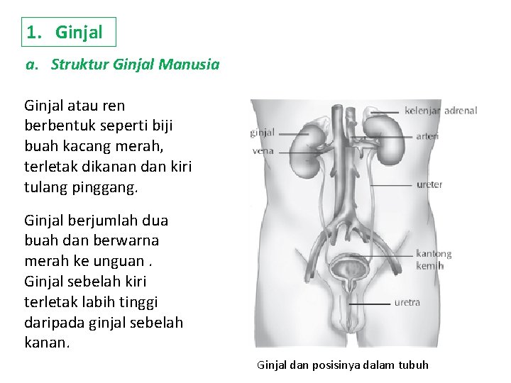 1. Ginjal a. Struktur Ginjal Manusia Ginjal atau ren berbentuk seperti biji buah kacang