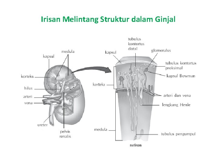 Irisan Melintang Struktur dalam Ginjal 