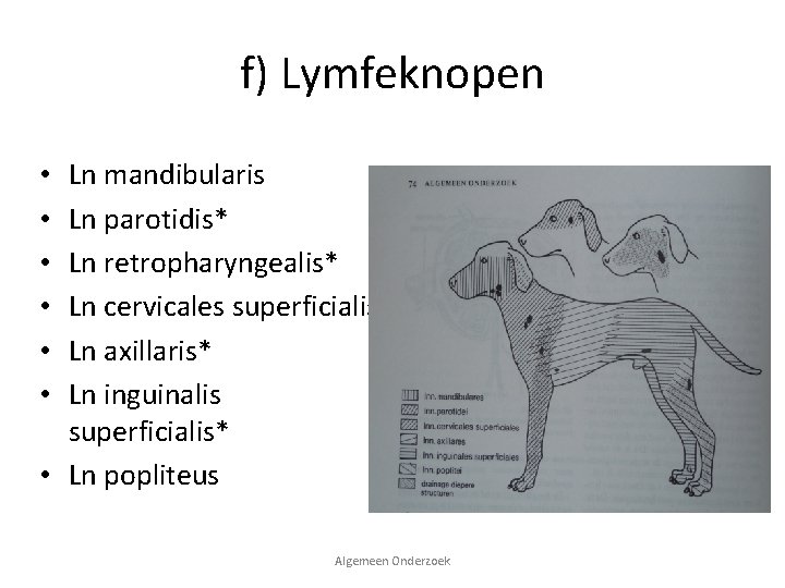 f) Lymfeknopen Ln mandibularis Ln parotidis* Ln retropharyngealis* Ln cervicales superficialis Ln axillaris* Ln