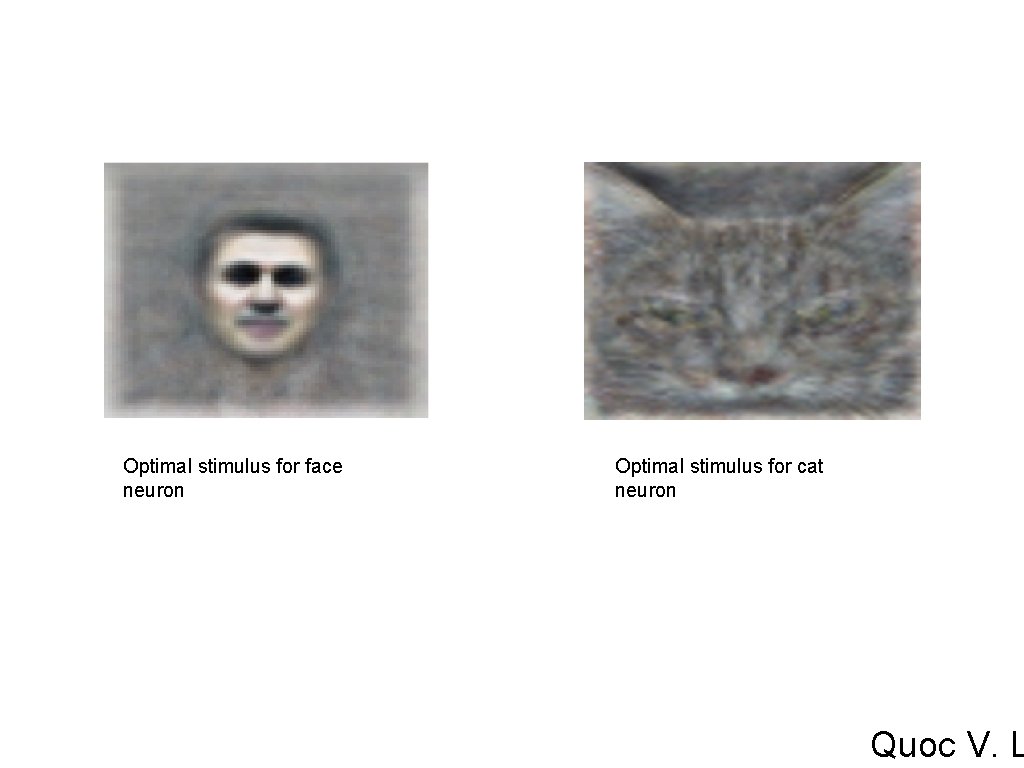 Optimal stimulus for face neuron Optimal stimulus for cat neuron Quoc V. L Optimal stimulus for face neuron Optimal stimulus for cat neuron Quoc V. L