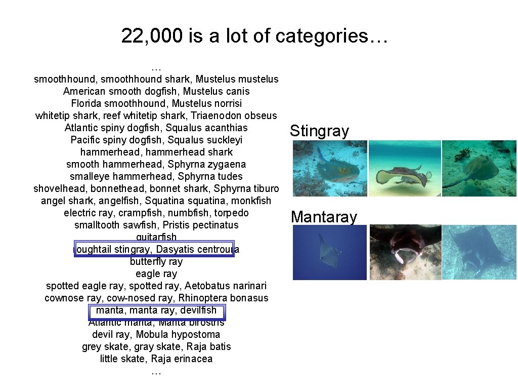 22, 000 is a lot of categories… … smoothhound, smoothhound shark, Mustelus mustelus American 22, 000 is a lot of categories… … smoothhound, smoothhound shark, Mustelus mustelus American