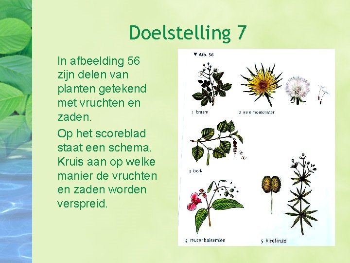 Doelstelling 7 In afbeelding 56 zijn delen van planten getekend met vruchten en zaden.