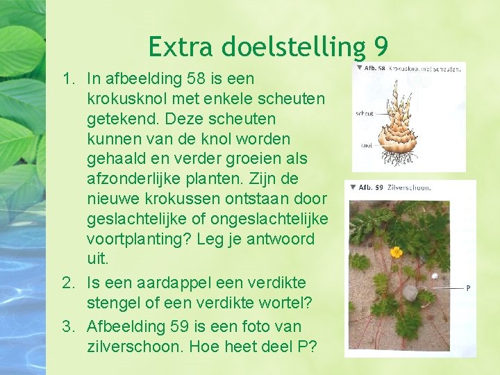 Extra doelstelling 9 1. In afbeelding 58 is een krokusknol met enkele scheuten getekend.