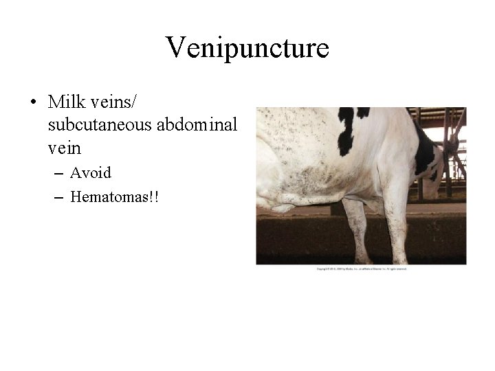 Venipuncture • Milk veins/ subcutaneous abdominal vein – Avoid – Hematomas!! 