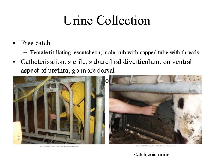 Urine Collection • Free catch – Female titillating: escutcheon; male: rub with capped tube
