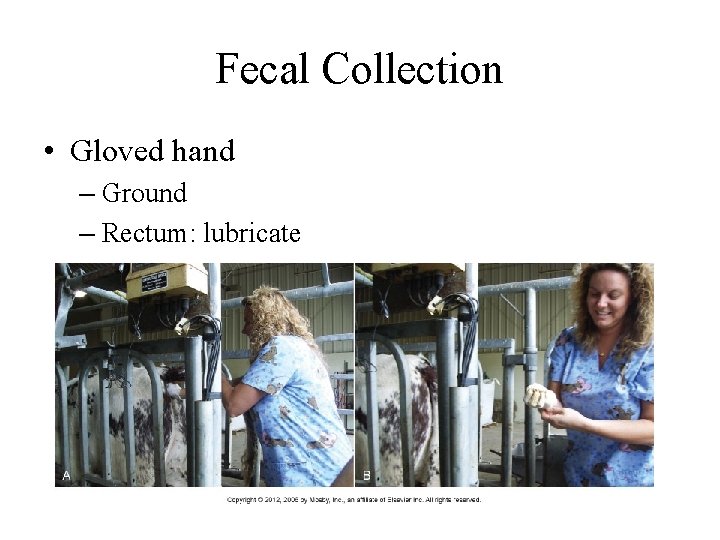 Fecal Collection • Gloved hand – Ground – Rectum: lubricate 