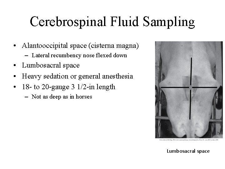 Cerebrospinal Fluid Sampling • Alantooccipital space (cisterna magna) – Lateral recumbency nose flexed down