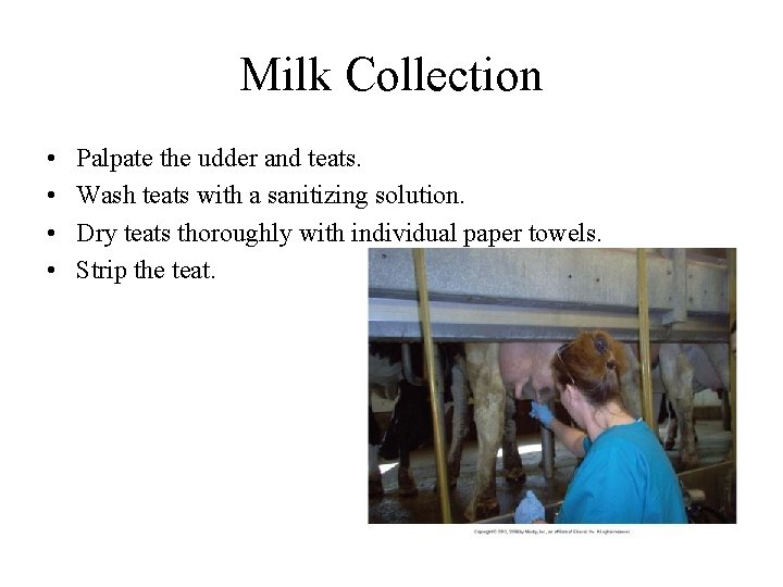 Milk Collection • • Palpate the udder and teats. Wash teats with a sanitizing