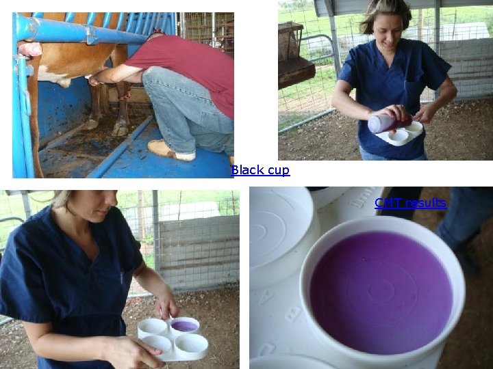 Black cup CMT results 