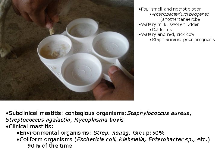  • Foul smell and necrotic odor • Arcanobacterium pyogenes (another)anaerobe • Watery milk,