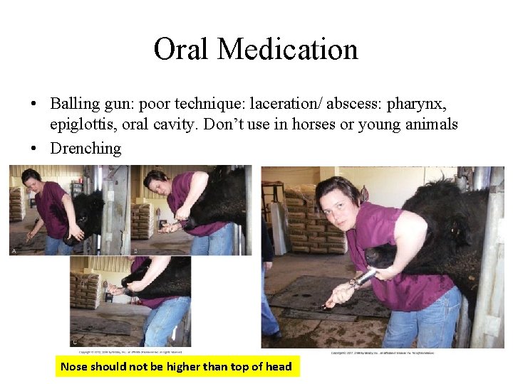Oral Medication • Balling gun: poor technique: laceration/ abscess: pharynx, epiglottis, oral cavity. Don’t