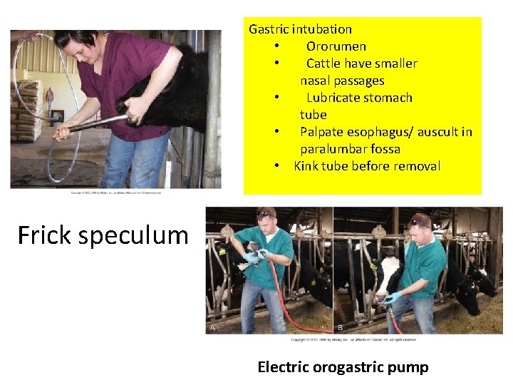 Gastric intubation • Ororumen • Cattle have smaller nasal passages • Lubricate stomach tube