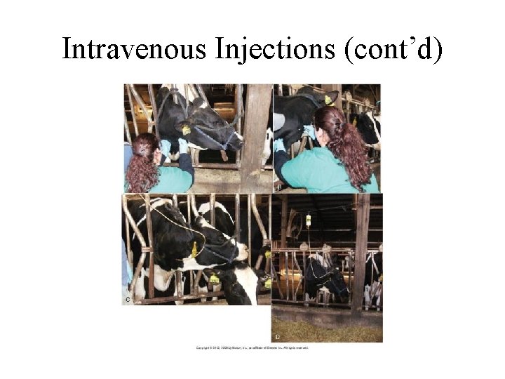 Intravenous Injections (cont’d) 