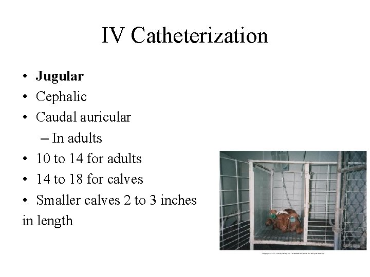IV Catheterization • Jugular • Cephalic • Caudal auricular – In adults • 10