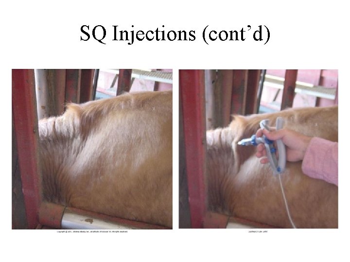 SQ Injections (cont’d) 