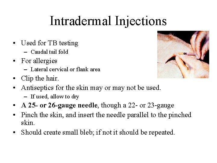 Intradermal Injections • Used for TB testing – Caudal tail fold • For allergies