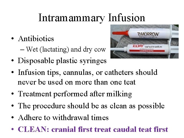 Intramammary Infusion • Antibiotics – Wet (lactating) and dry cow • Disposable plastic syringes