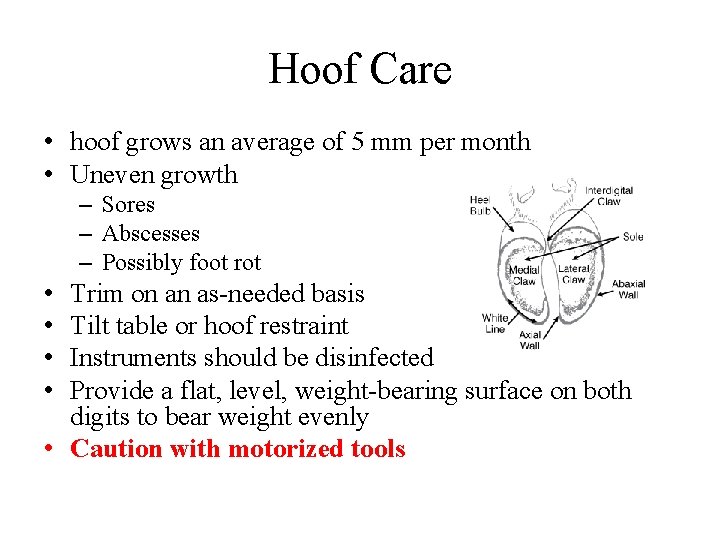 Hoof Care • hoof grows an average of 5 mm per month • Uneven