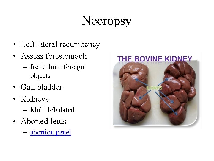 Necropsy • Left lateral recumbency • Assess forestomach – Reticulum: foreign objects • Gall