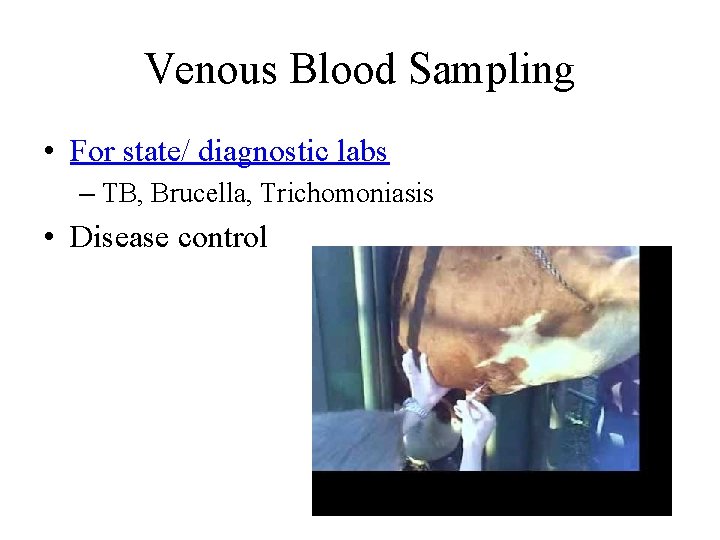 Venous Blood Sampling • For state/ diagnostic labs – TB, Brucella, Trichomoniasis • Disease