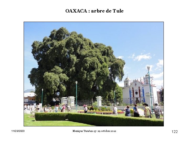 OAXACA : arbre de Tule 11/23/2020 Mexique Yucatan 15 - 29 octobre 2012 122