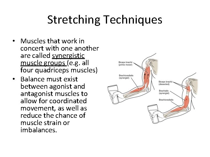 Stretching Techniques • Muscles that work in concert with one another are called synergistic