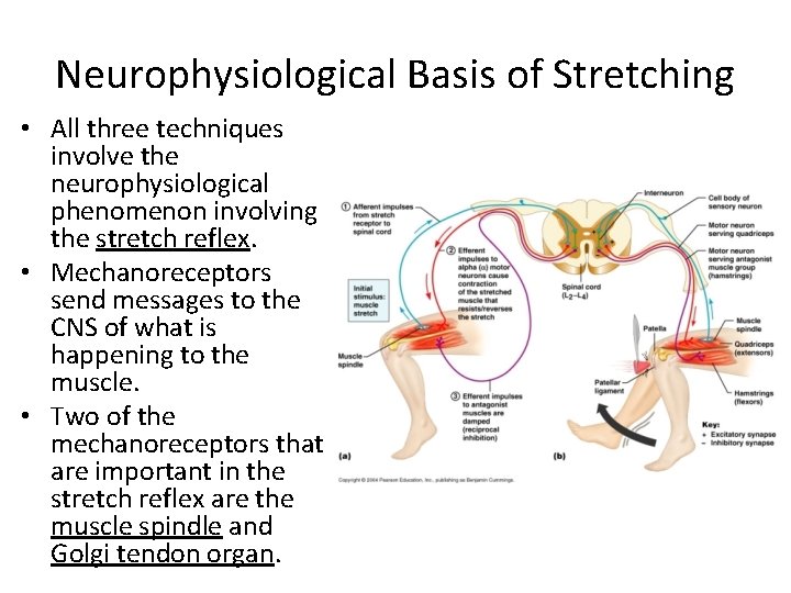 Neurophysiological Basis of Stretching • All three techniques involve the neurophysiological phenomenon involving the